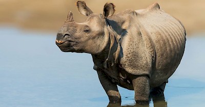 rhinos at Chitwan National Park